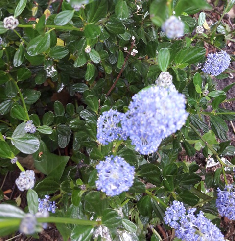 laag struikje met blauwe trosbloempjes